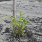 20151211 Fazenda Bambuseto novo Plantas mudas plantadas 004.jpg
