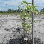 20151211 Fazenda Bambuseto novo Plantas mudas plantadas 005.jpg