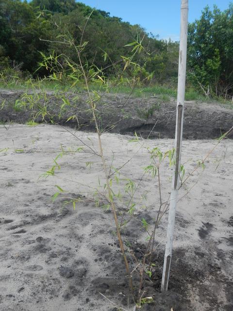 20151211 Fazenda Bambuseto novo Plantas mudas plantadas 007.jpg