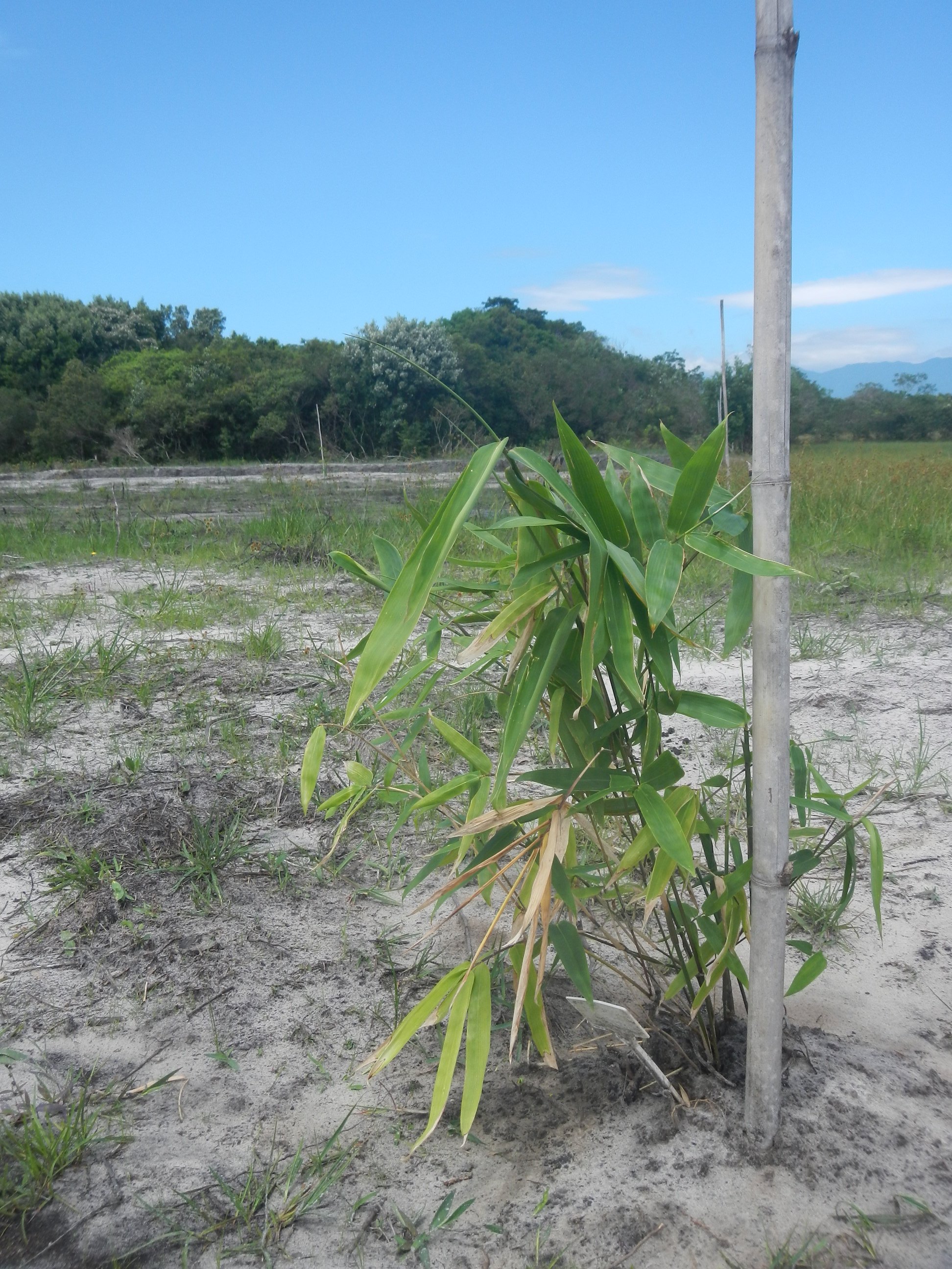 20151211 Fazenda Bambuseto novo Plantas mudas plantadas 008.jpg