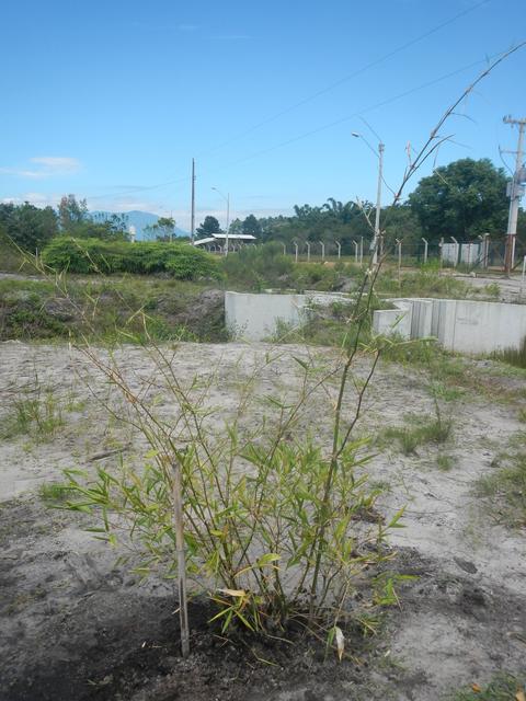20151211 Fazenda Bambuseto novo Plantas mudas plantadas 009.jpg