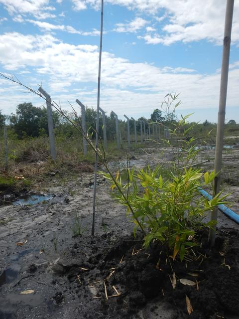 20151211 Fazenda Bambuseto novo Plantas mudas plantadas 010.jpg
