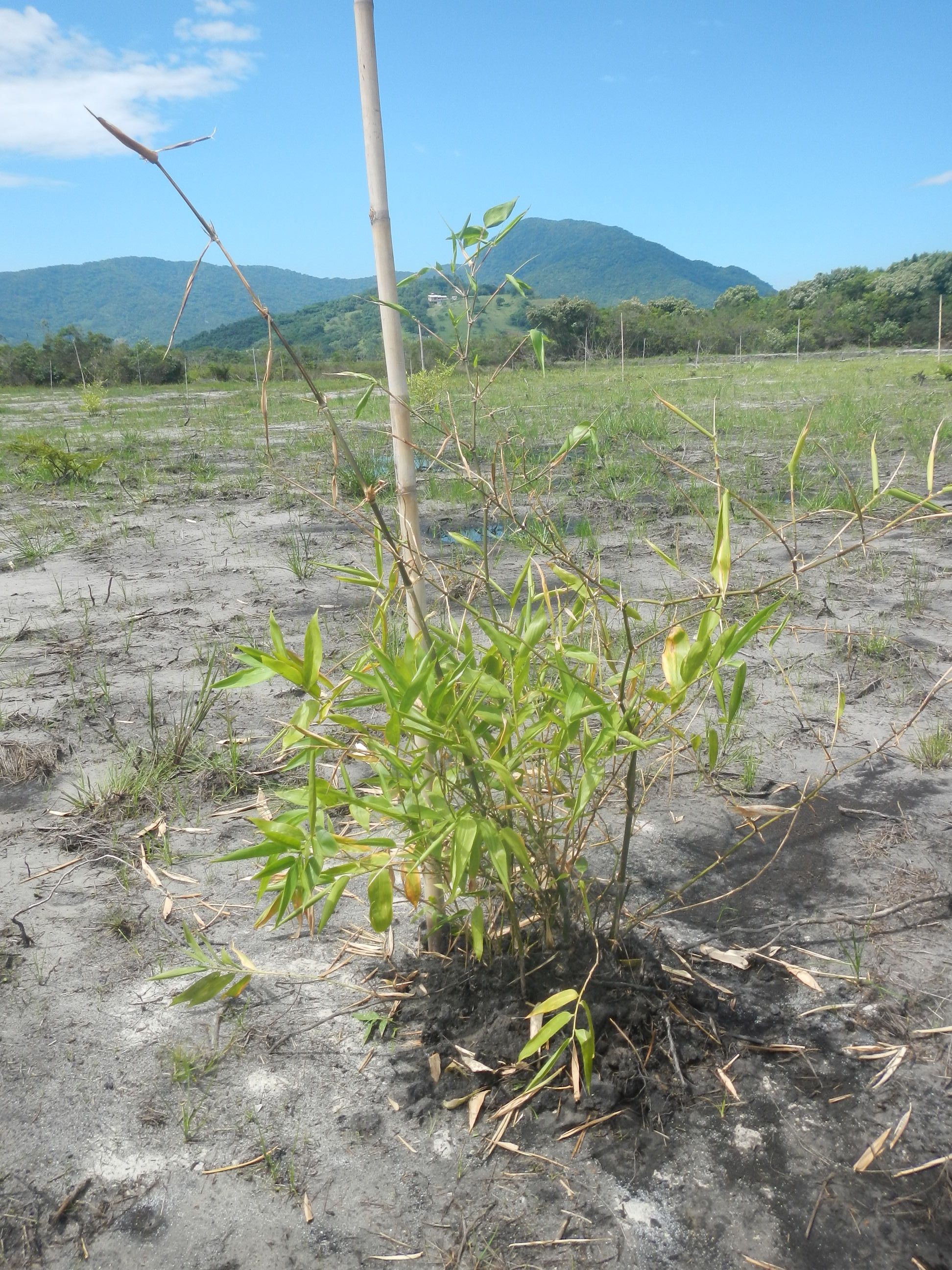 20151211 Fazenda Bambuseto novo Plantas mudas plantadas 012.jpg