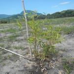 20151211 Fazenda Bambuseto novo Plantas mudas plantadas 013.jpg