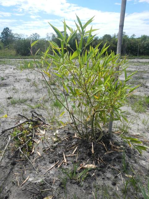 20151211 Fazenda Bambuseto novo Plantas mudas plantadas 016.jpg