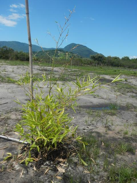 20151211 Fazenda Bambuseto novo Plantas mudas plantadas 017.jpg