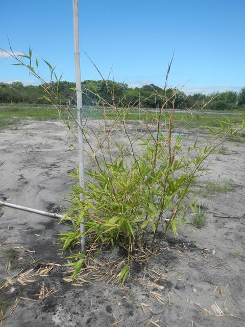 20151211 Fazenda Bambuseto novo Plantas mudas plantadas 018.jpg