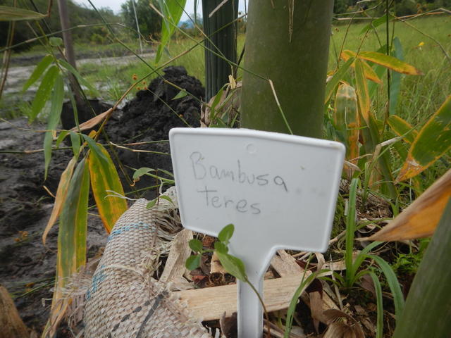 20151215 Fazenda Bambuseto novo plantio Bambusa teres 002.jpg