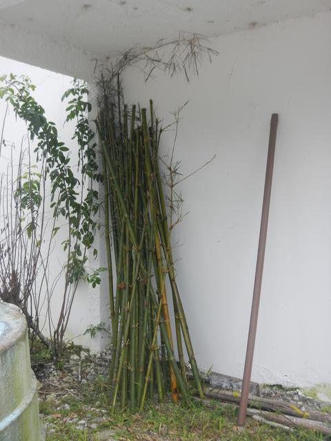 20151217 Fazenda manejo bambusal corte 002.jpg