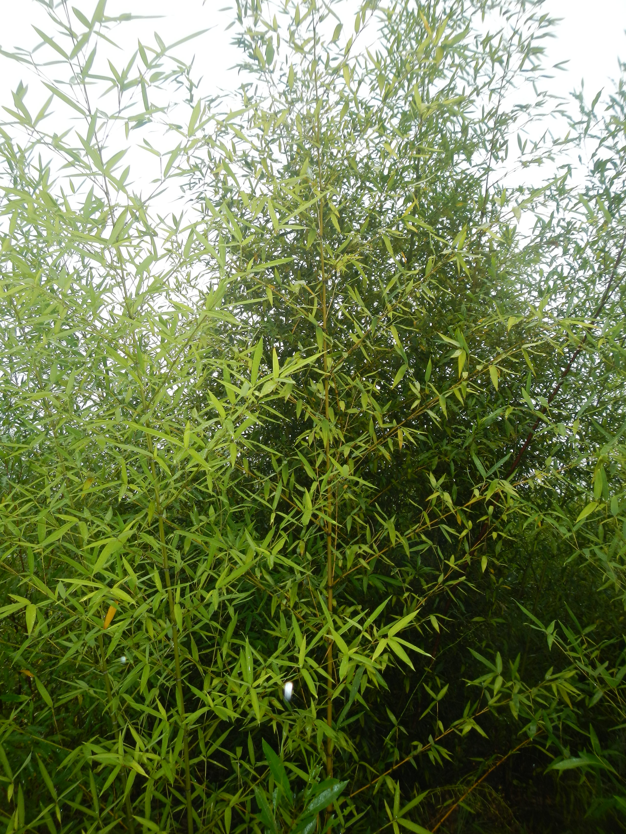 20160311 Fazenda Bambu cana-da-india Phyllostachys aurea Adae 002.jpg