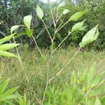 20160323 Fazenda Bambuseto Guadua angustifolia crescimento 001.jpg