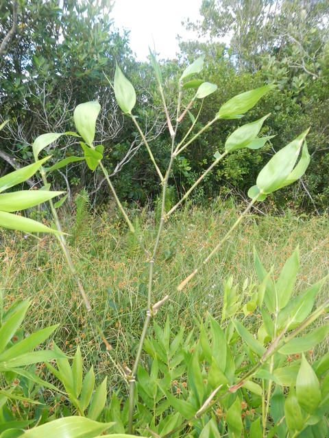 20160323 Fazenda Bambuseto Guadua angustifolia crescimento 001.jpg