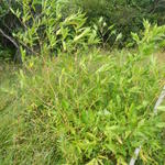 20160323 Fazenda Bambuseto Guadua angustifolia crescimento 002.jpg