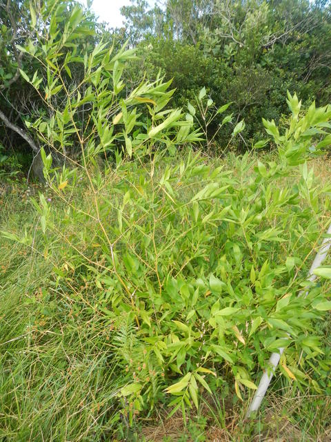 20160323 Fazenda Bambuseto Guadua angustifolia crescimento 002.jpg