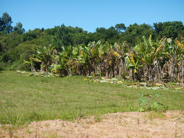 20160329 Fazenda antigo bananal pós herbicida área atrás galpão 001.jpg