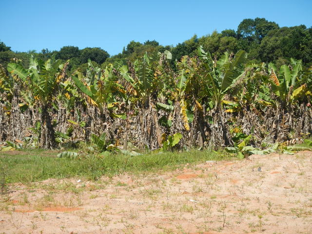 20160329 Fazenda antigo bananal pós herbicida área atrás galpão 002.jpg