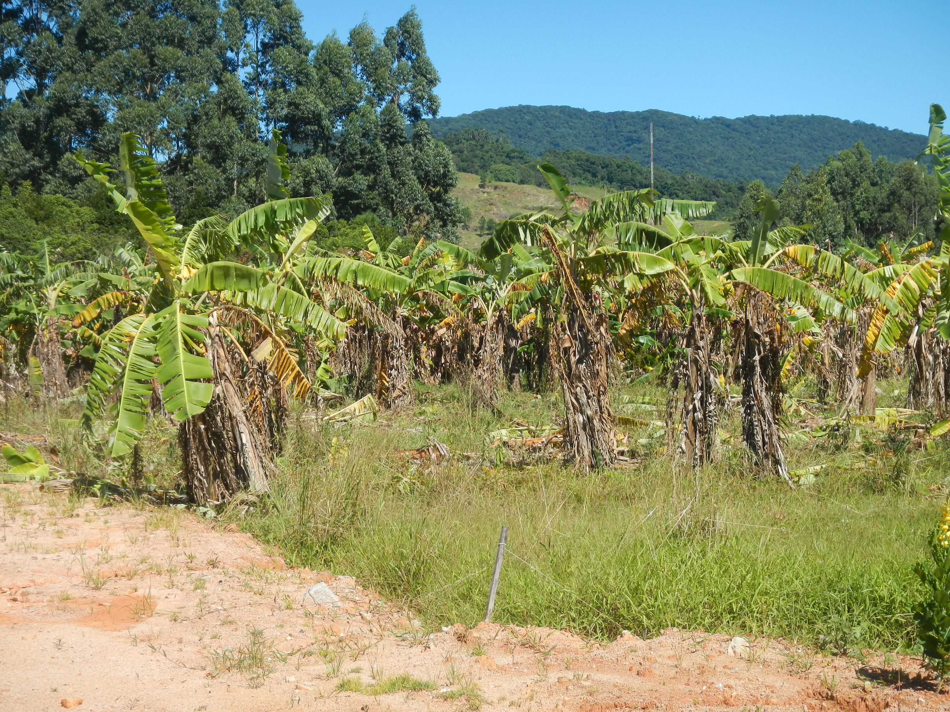 20160329 Fazenda antigo bananal pós herbicida área atrás galpão 003.jpg