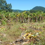 20160329 Fazenda antigo bananal pós herbicida área atrás galpão 004.jpg