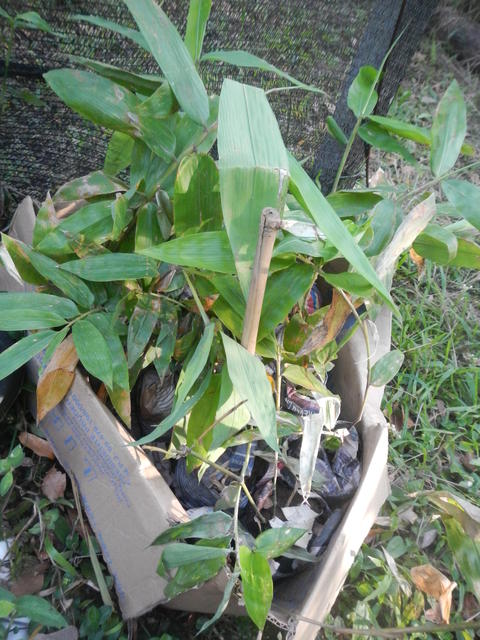 20160405 Fazenda mudas novas Bambus Dendrocalamus asper 001.jpg