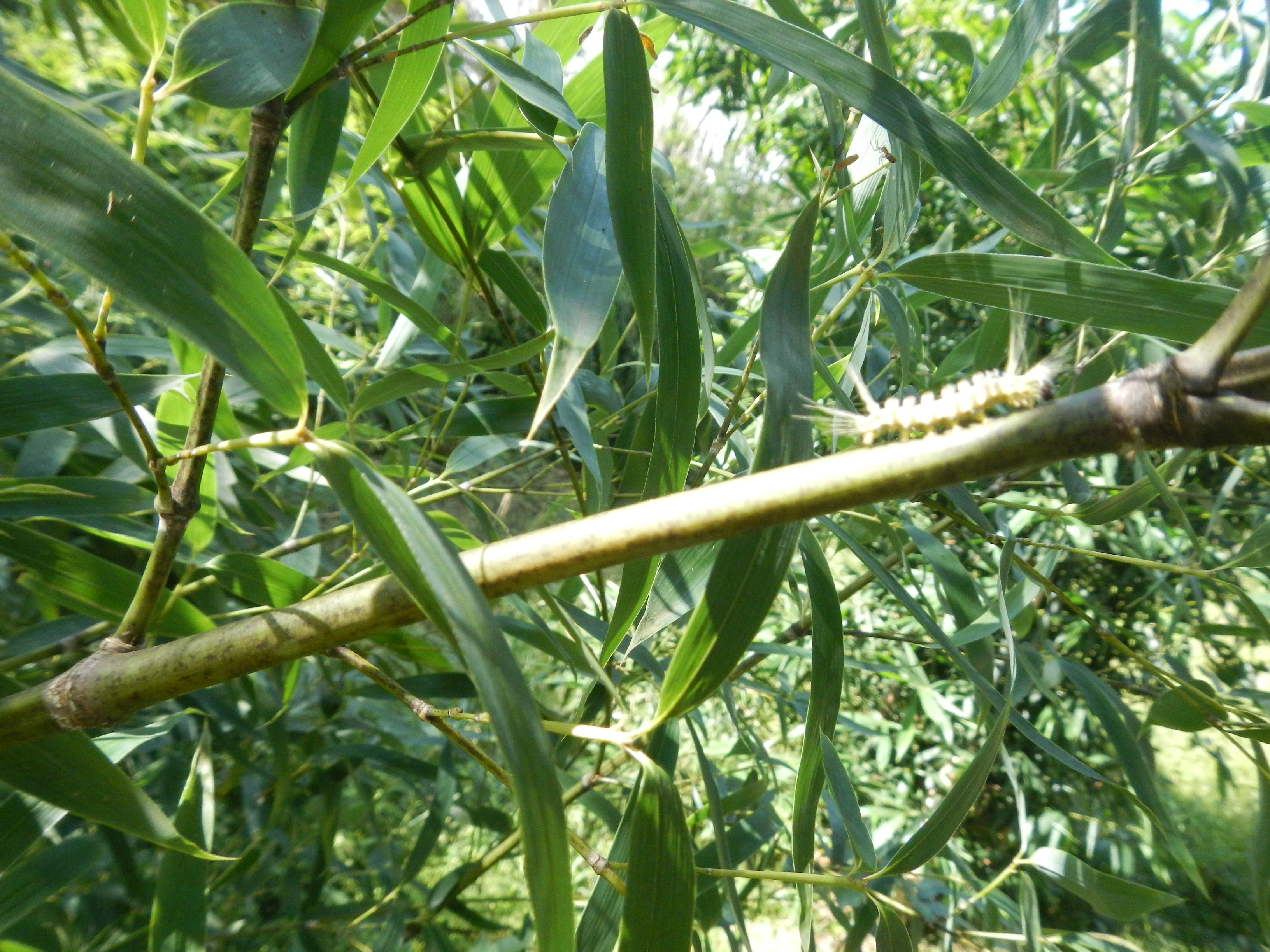 20160309 UFSC Curitibanos Bambu alastrante lagarta entomologia iinseto 002.jpg