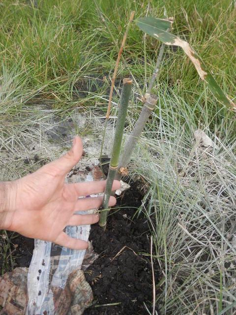 20160411 Fazenda Plantio no bambuseto Dendrocalamus asper bambu 002.jpg