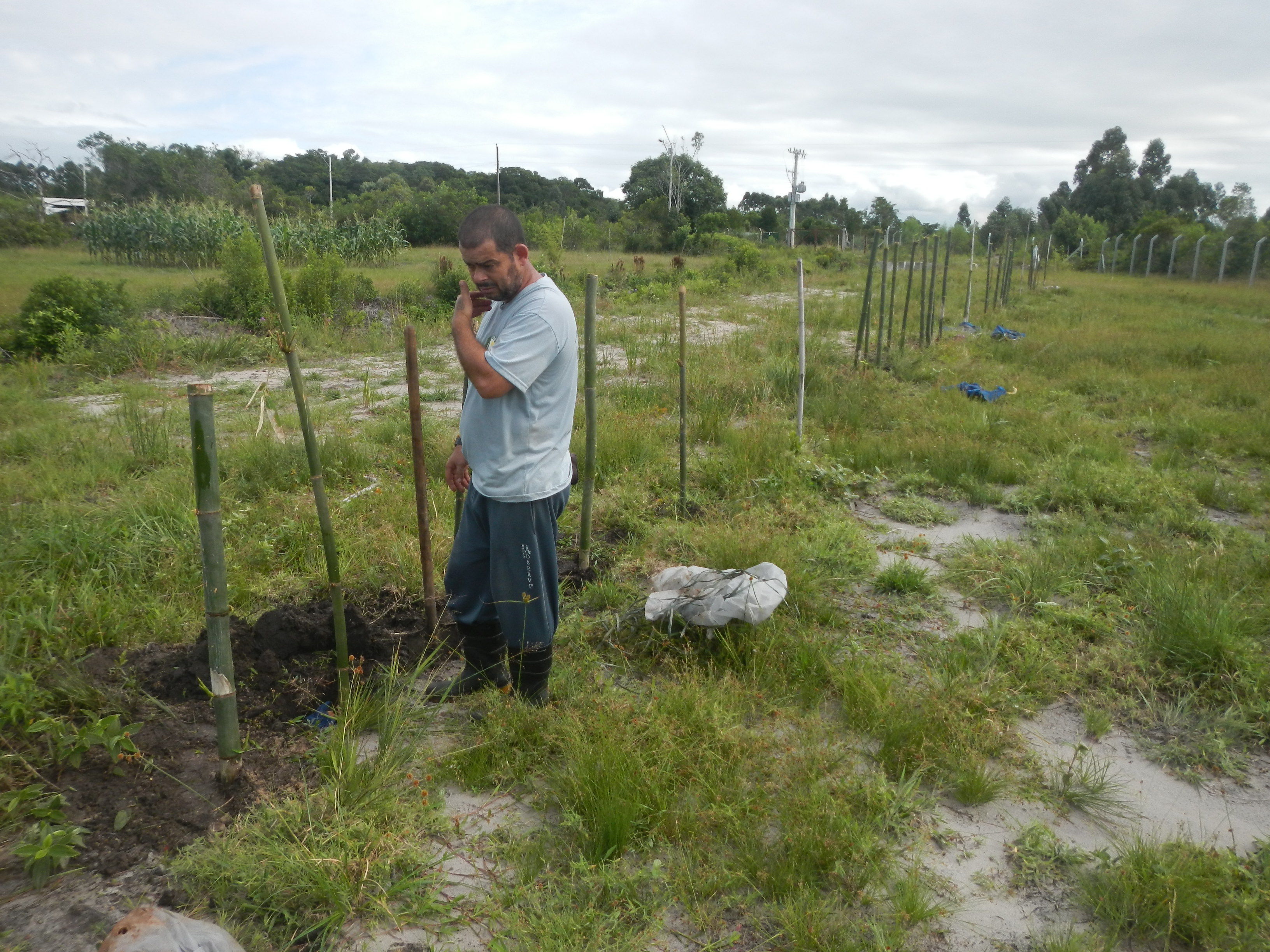 20160411 Fazenda Plantio no bambuseto Dendrocalamus latiflorus 009.jpg