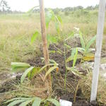 20160425 Fazenda Bambu plantio Bambusa ventricosa Buda Belli 001.jpg