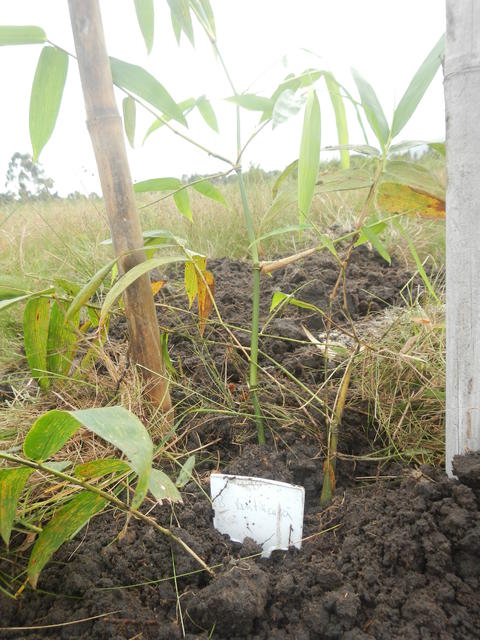 20160425 Fazenda Bambu plantio Bambusa ventricosa Buda Belli 002.jpg