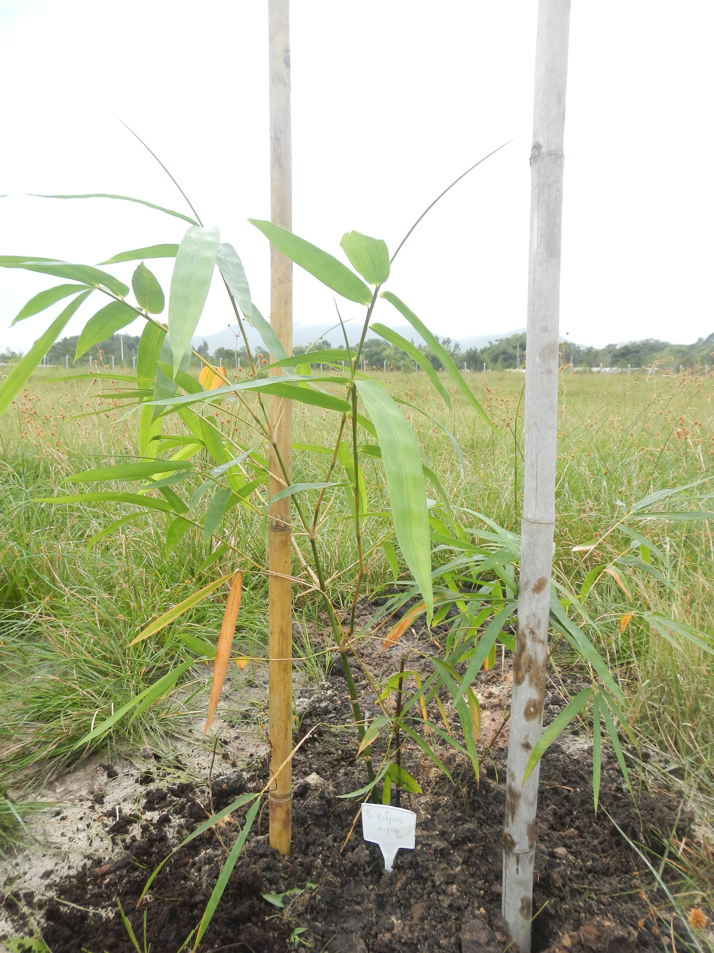 20160425 Fazenda Bambu plantio Bambusa vulgaris nigra 001.jpg