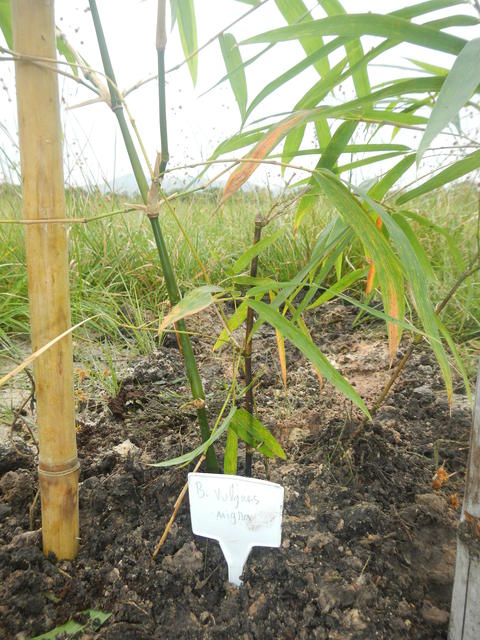 20160425 Fazenda Bambu plantio Bambusa vulgaris nigra 002.jpg