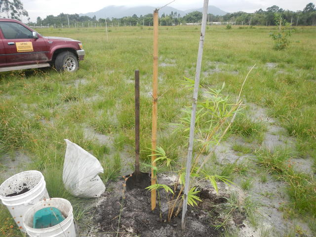 20160425 Fazenda Bambu plantio Dendrocalamus membranaceous 001.jpg