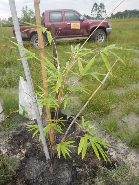 20160425 Fazenda Bambu plantio Dendrocalamus membranaceous 002.jpg
