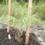 20160425 Fazenda Bambu plantio Farguesia gaolinensis alastrante 001.jpg