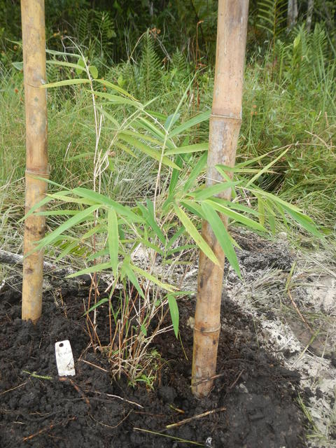 20160425 Fazenda Bambu plantio Farguesia gaolinensis alastrante 002.jpg