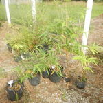 20160425 Fazenda Bambu plantio mudas.jpg
