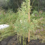20160425 Fazenda Bambu plantio Phyllostachys aurea cana-da-india 001.jpg