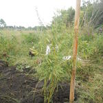 20160425 Fazenda Bambu plantio Phyllostachys aurea cana-da-india 002.jpg