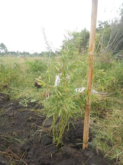 20160425 Fazenda Bambu plantio Phyllostachys aurea cana-da-india 002.jpg