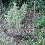 20160425 Fazenda Bambu plantio retirada do Phyllostachys aurea.jpg