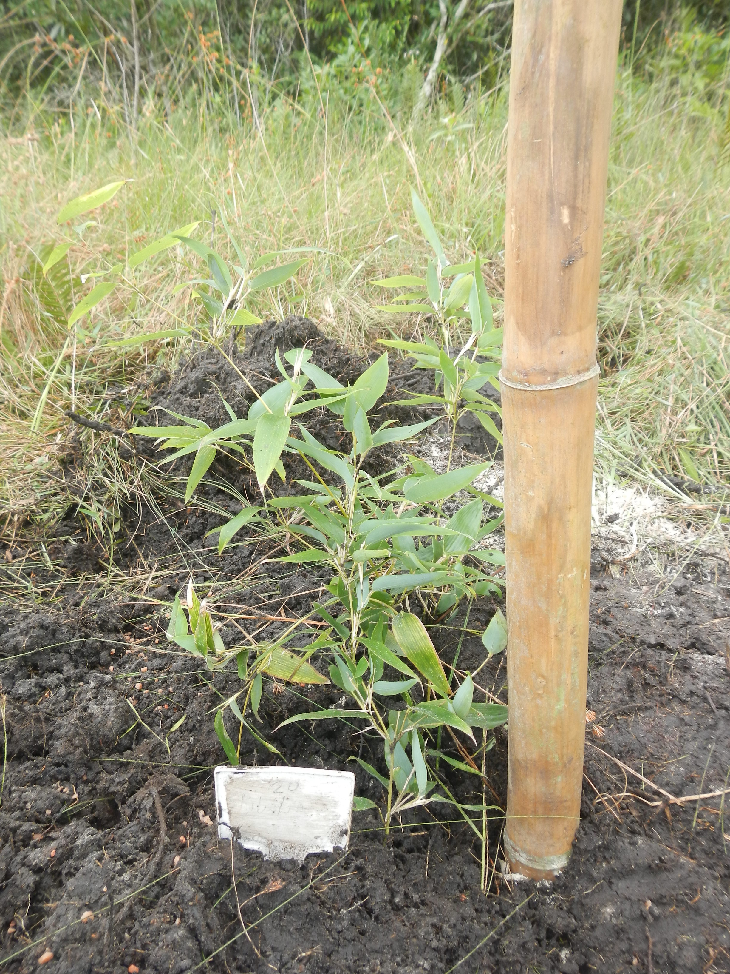 20160425 Fazenda Bambu plantio Shibatea kumasasa alastrante 001.jpg