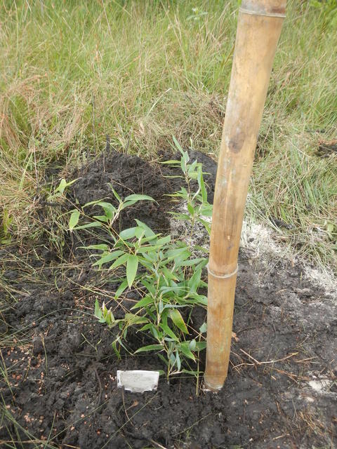 20160425 Fazenda Bambu plantio Shibatea kumasasa alastrante 002.jpg