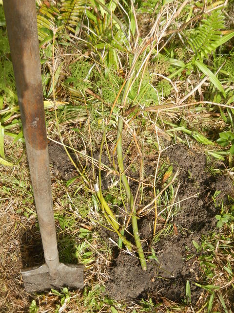 20160507 Fazenda Plantio Bambus área Agroecologia SAFs 002 Bambusa oldhamii.jpg