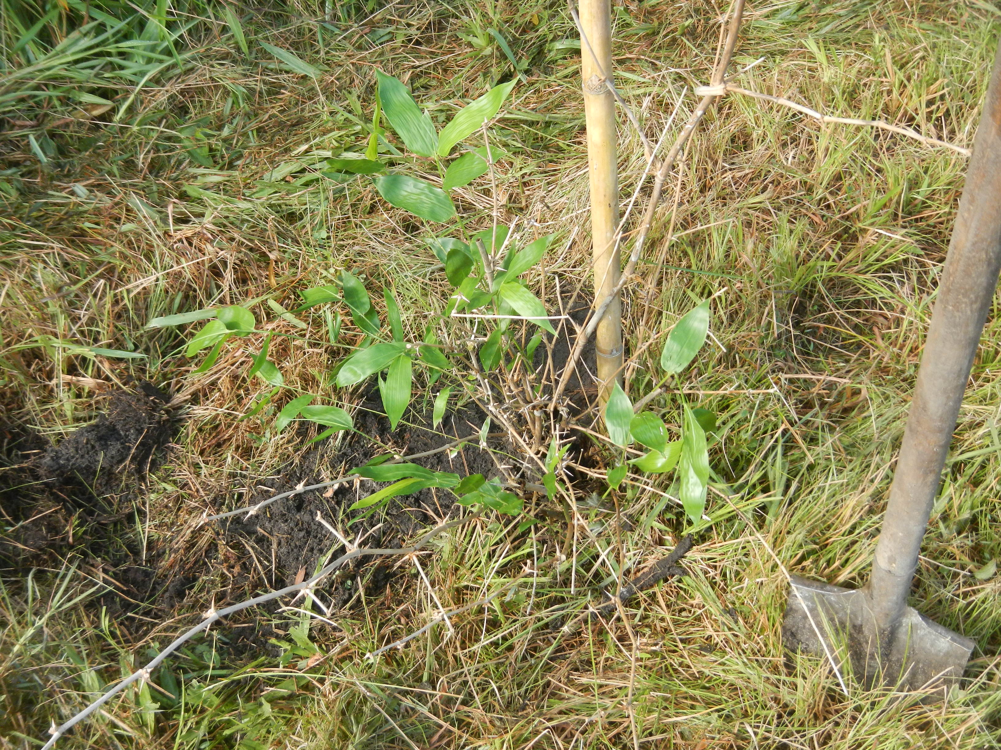 20160507 Fazenda Plantio Bambus área Agroecologia SAFs 004 Guadua angustifolia.jpg