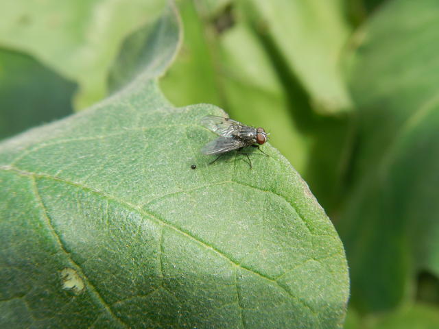 20160513 Fazenda Entomologia insetos artrópodos 005.jpg