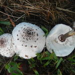 20160513 Fazenda Cogumelos funghi fungos na Mandala Ovinos 002.jpg