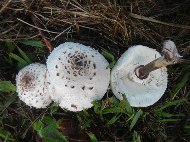 20160513 Fazenda Cogumelos funghi fungos na Mandala Ovinos 002.jpg