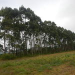 20160623 Fazenda Eucaliptos a ser cortados leilão madeira silvic 001.jpg