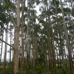 20160623 Fazenda Eucaliptos a ser cortados leilão madeira silvic 006.jpg