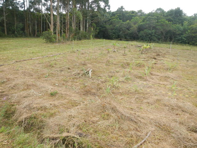 20160630 Fazenda área Agrofloresta SAF experimento 001.jpg