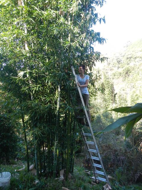 20160702 Fazenda Bambu experimento Lara enraizamento coleta RQ 008.jpg